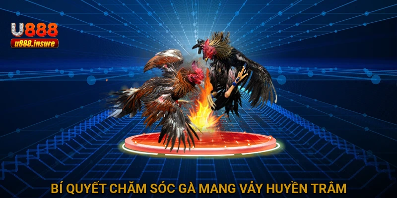 Bí quyết chăm sóc gà mang Vảy Huyền Trâm