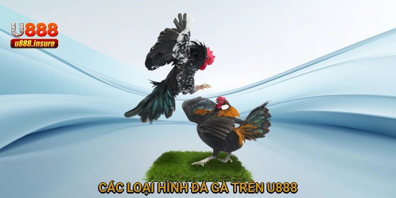 Các loại hình đá gà trên U888