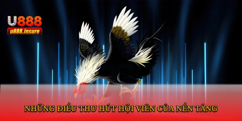 Những điều thu hút hội viên của nền tảng
